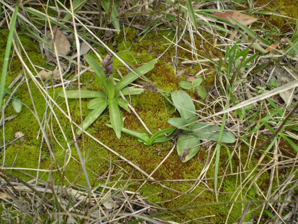 Postate qui le vostre rosette basali!